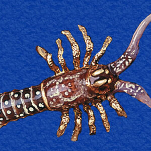 Spiny Florida Lobster Enameled