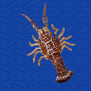 Florida Spiny Lobster Enameled (Large)
