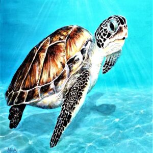 LOGGERHEAD IN THE SHALLOWS